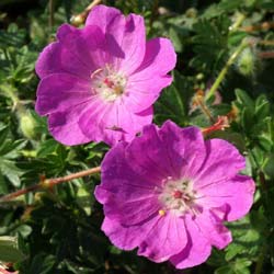 Geranium, Tiny Monster